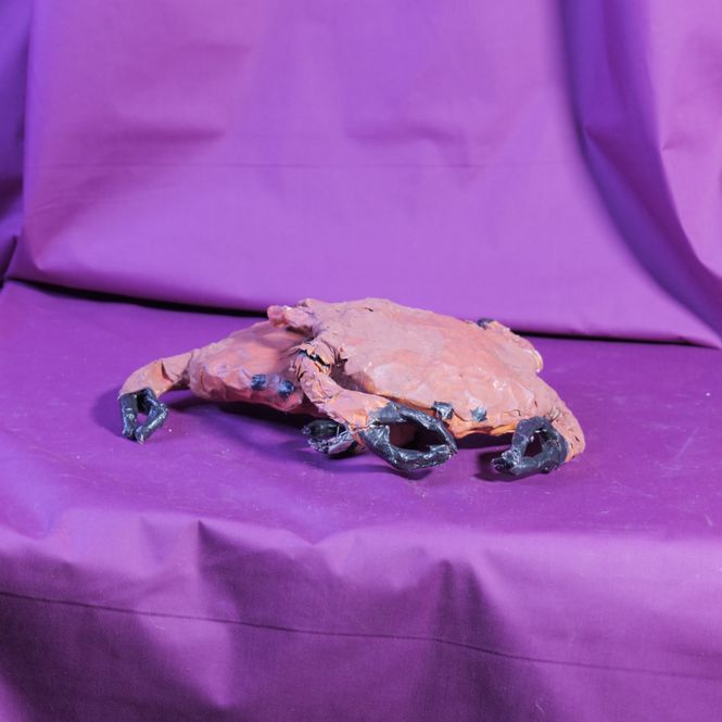 Hovedbilde Krabber