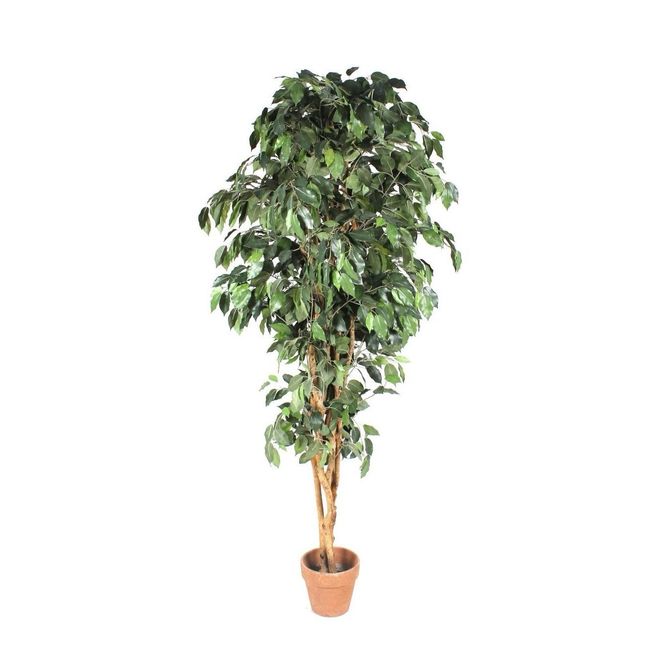 Hovedbilde Bjerkefiken